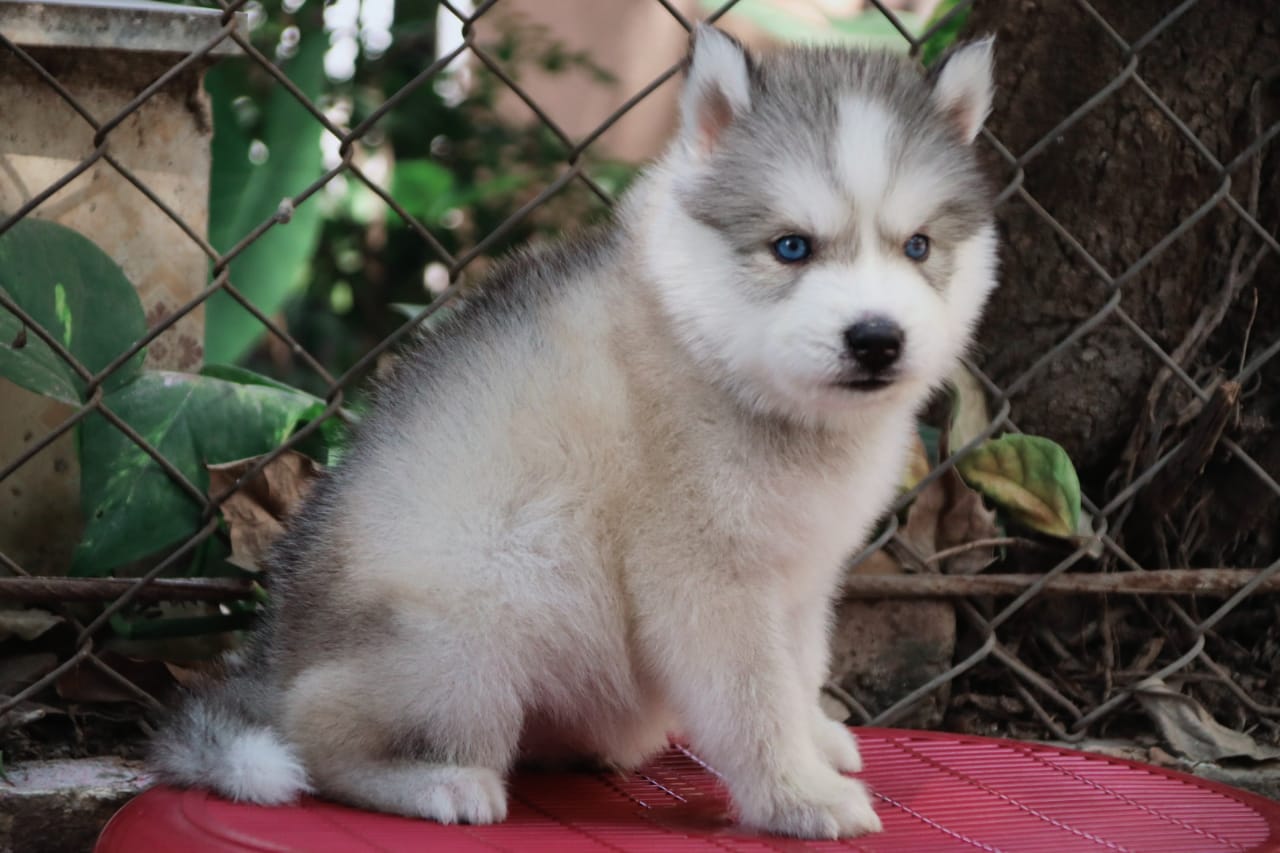 Siberian Husky